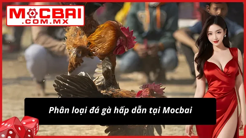 Phân loại Đá Gà hấp dẫn từ nhà cái
