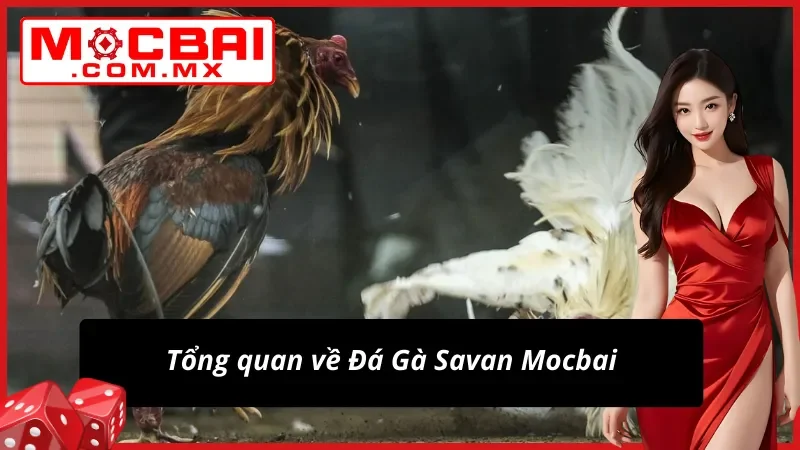 Đá Gà Savan – Trường Gà Tiềm Năng Cho Mọi Cược Thủ Mocbai 2 Đôi nét nổi bật về Đá Gà Savan