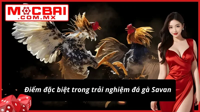 Đá Gà Savan – Trường Gà Tiềm Năng Cho Mọi Cược Thủ Mocbai 3 Trải nghiệm khác biệt của Đá Gà Savan tại nhà cái