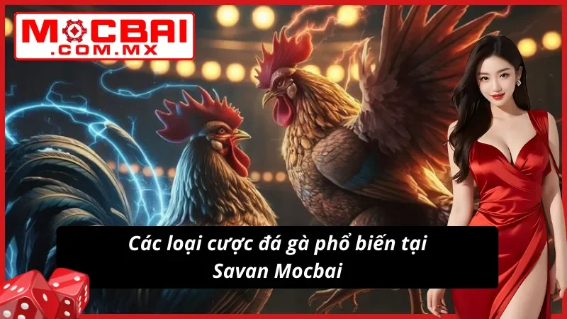 Đá Gà Savan – Trường Gà Tiềm Năng Cho Mọi Cược Thủ Mocbai 4 Đá Gà Savan với nhiều lựa chọn cược chất lượng