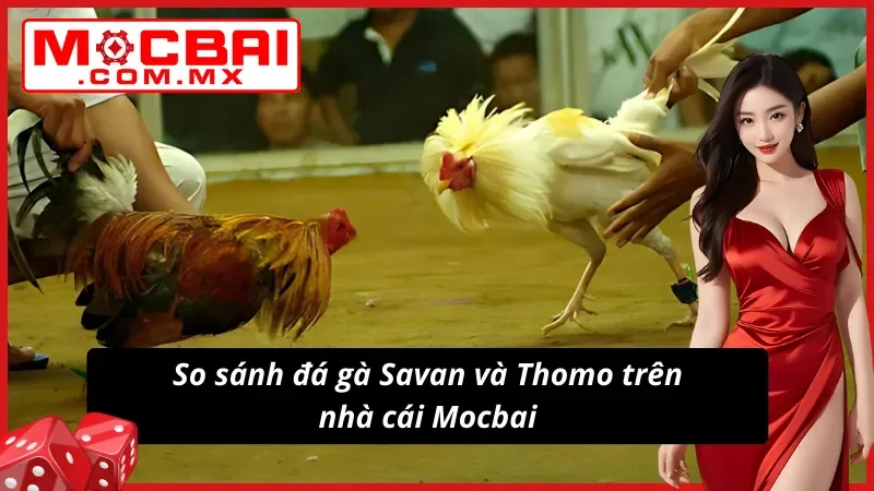 Đá Gà Savan – Trường Gà Tiềm Năng Cho Mọi Cược Thủ Mocbai 6 Đá Gà Savan và Thomo tuyệt đối chất lượng