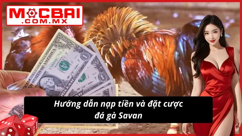Đá Gà Savan – Trường Gà Tiềm Năng Cho Mọi Cược Thủ Mocbai 7 Trải nghiệm Đá Gà Savan cực đơn giản tại nhà cái