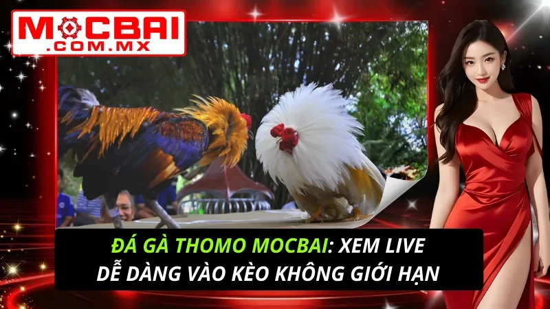 Đá Gà Thomo